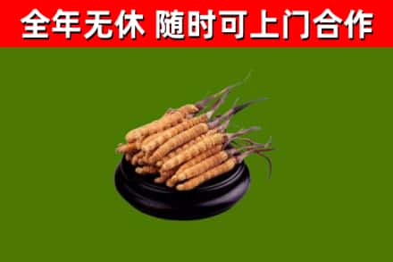 察雅回收冬虫夏草